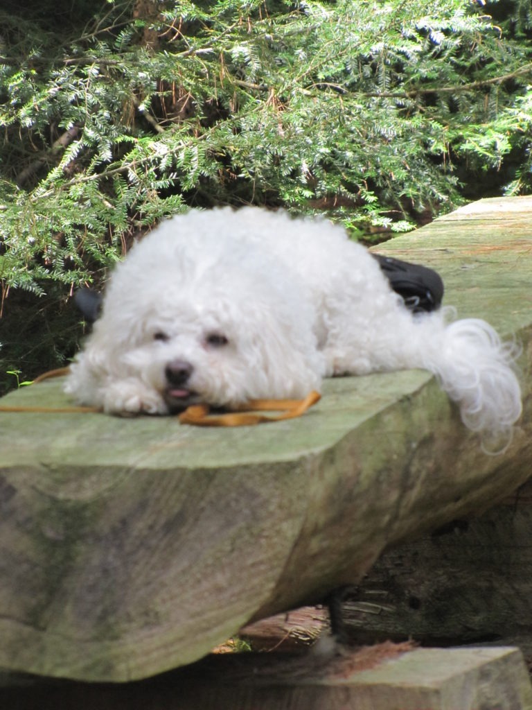 A white dog on a bench